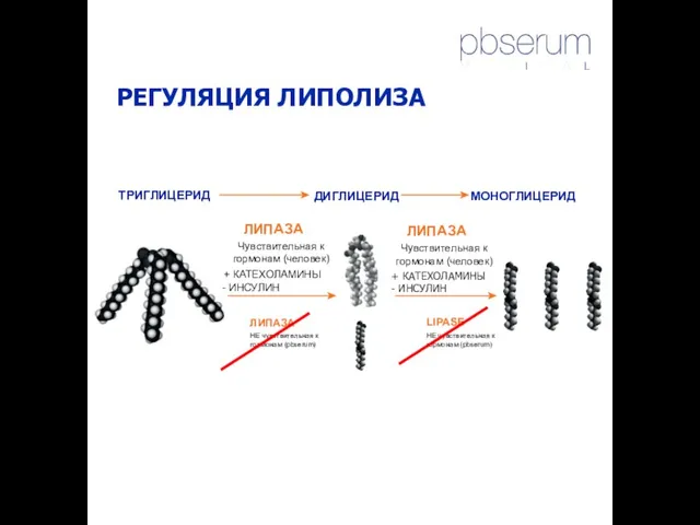 ТРИГЛИЦЕРИД ЛИПАЗА Чувствительная к гормонам (человек) + КАТЕХОЛАМИНЫ - ИНСУЛИН ЛИПАЗА