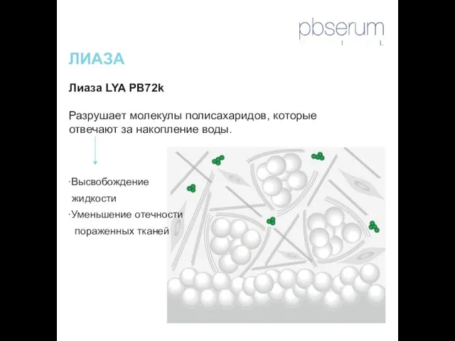 ЛИАЗА Лиаза LYA PB72k Разрушает молекулы полисахаридов, которые отвечают за накопление