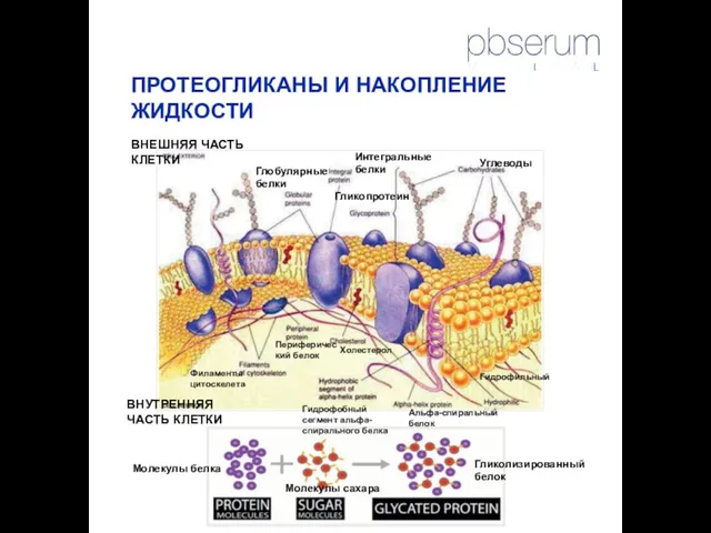 ПРОТЕОГЛИКАНЫ И НАКОПЛЕНИЕ ЖИДКОСТИ Гликопротеин Углеводы Периферический белок Холестерол Гидрофильный Филаменты