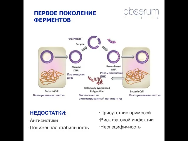 ПЕРВОЕ ПОКОЛЕНИЕ ФЕРМЕНТОВ НЕДОСТАТКИ: Антибиотики Пониженная стабильность Бактериальная клетка Бактериальная клетка