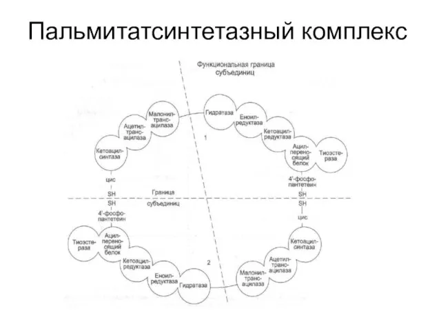 Пальмитатсинтетазный комплекс