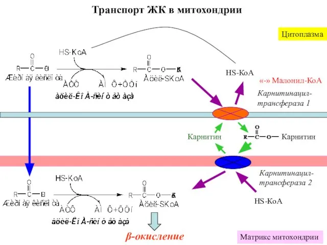 Транспорт ЖК в митохондрии Карнитин НS-КоА НS-КоА Матрикс митохондрии β-окисление Карнитинацил-