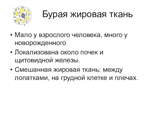 Бурая жировая ткань Мало у взрослого человека, много у новорожденного Локализована