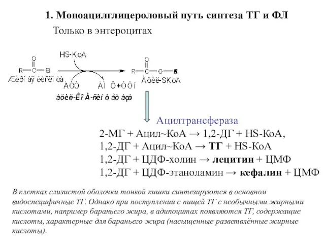 Ацилтрансфераза 2-МГ + Ацил~КоА → 1,2-ДГ + HS-КоА, 1,2-ДГ + Ацил~КоА