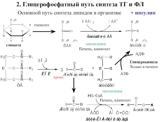 глюкоза 2. Глицерофосфатный путь синтеза ТГ и ФЛ Основной путь синтеза