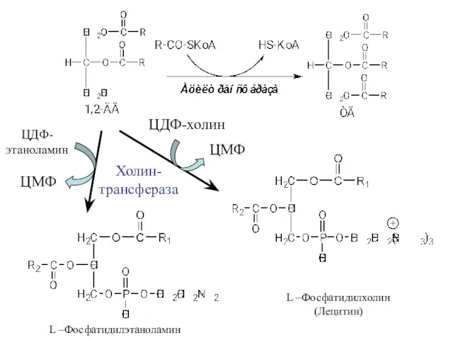 L –Фосфатидилэтаноламин ЦДФ-холин ЦМФ Холин- трансфераза ЦМФ ЦДФ- этаноламин L –Фосфатидилхолин (Лецитин)