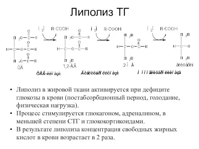 Липолиз ТГ Липолиз в жировой ткани активируется при дефиците глюкозы в