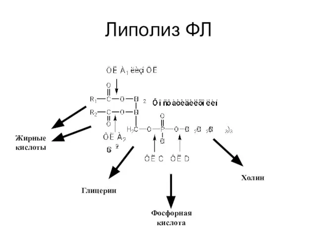 Липолиз ФЛ Холин Фосфорная кислота Жирные кислоты Глицерин