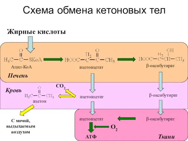 Схема обмена кетоновых тел Жирные кислоты АТФ С мочой, выдыхаемым воздухом