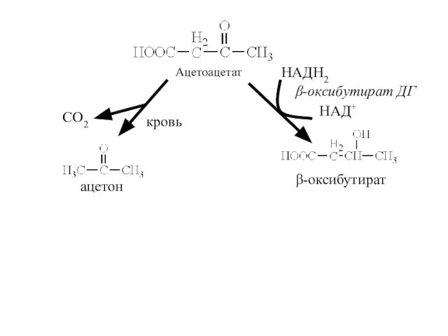 Ацетоацетат β-оксибутират ацетон СО2 кровь НАДН2 НАД+ β-оксибутират ДГ