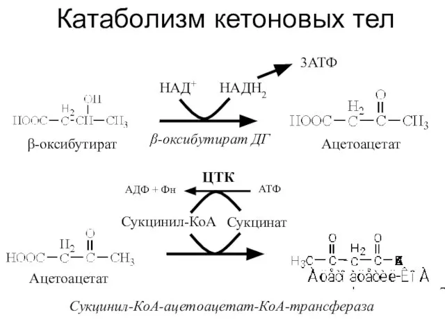 Катаболизм кетоновых тел Ацетоацетат β-оксибутират НАДН2 НАД+ β-оксибутират ДГ 3АТФ Ацетоацетат