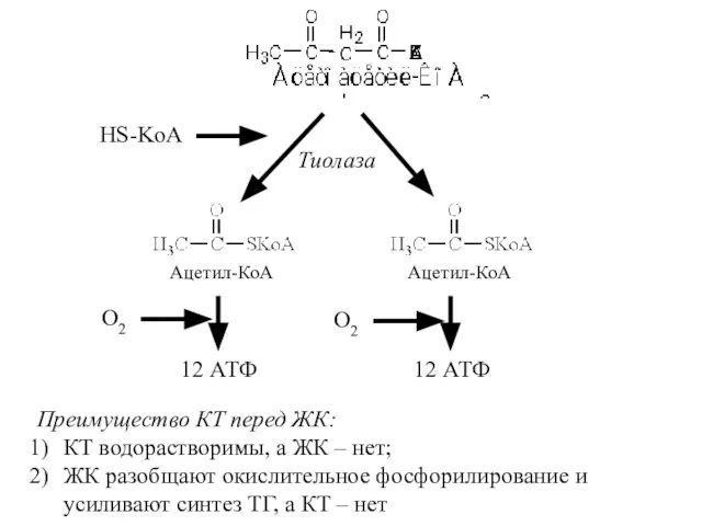 Тиолаза Ацетил-КоА Ацетил-КоА HS-KoA 12 АТФ 12 АТФ Преимущество КТ перед