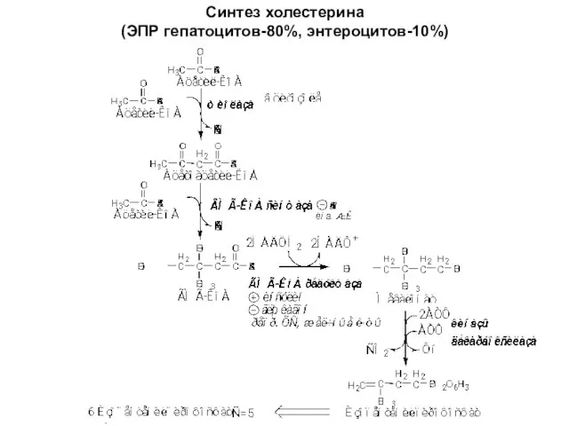 Синтез холестерина (ЭПР гепатоцитов-80%, энтероцитов-10%)