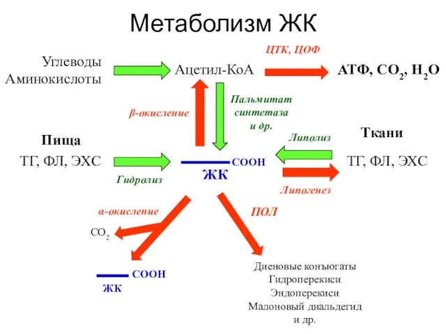 Метаболизм ЖК СООН ЖК Пища ТГ, ФЛ, ЭХС Ткани Углеводы Аминокислоты