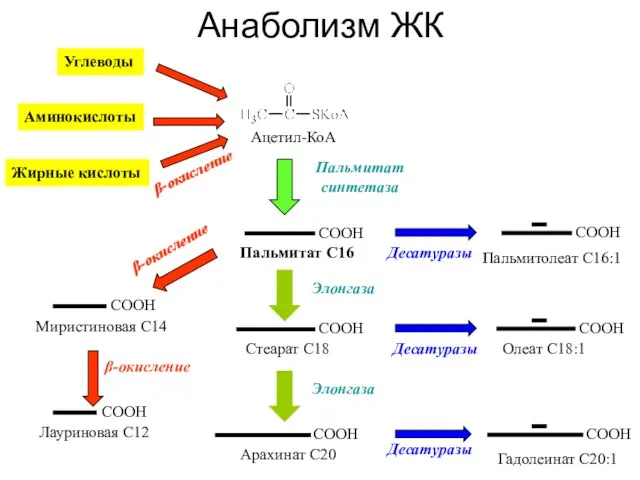 Анаболизм ЖК Пальмитат С16 Пальмитат синтетаза Миристиновая С14 Лауриновая С12 β-окисление