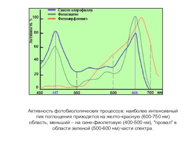 Активность фотобиологических процессов: наиболее интенсивный пик поглощения приходится на желто-красную (600-750