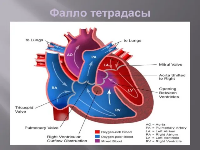 Фалло тетрадасы