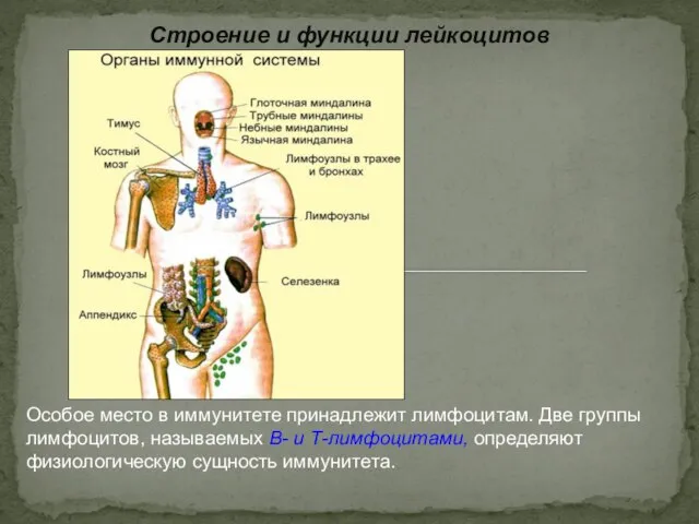 Строение и функции лейкоцитов Особое место в иммунитете принадлежит лимфоцитам. Две