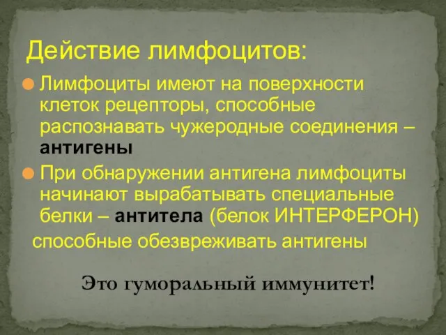 Действие лимфоцитов: Лимфоциты имеют на поверхности клеток рецепторы, способные распознавать чужеродные