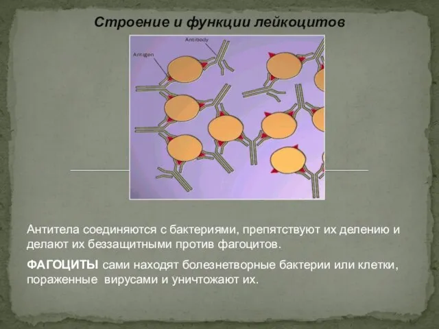 Строение и функции лейкоцитов Антитела соединяются с бактериями, препятствуют их делению