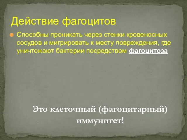 Действие фагоцитов Способны проникать через стенки кровеносных сосудов и мигрировать к