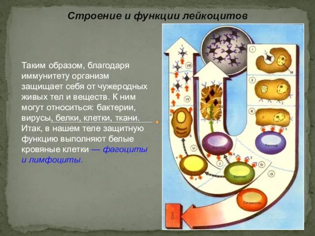 Строение и функции лейкоцитов Таким образом, благодаря иммунитету организм защищает себя