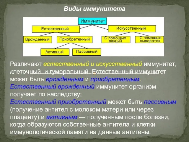 Различают естественный и искусственный иммунитет, клеточный и гуморальный. Естественный иммунитет может