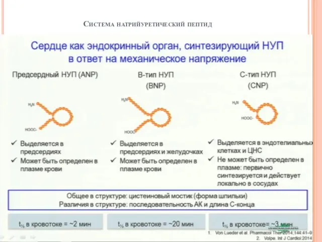 Система натрийуретический пептид