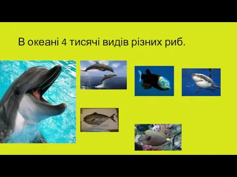 В океані 4 тисячі видів різних риб.