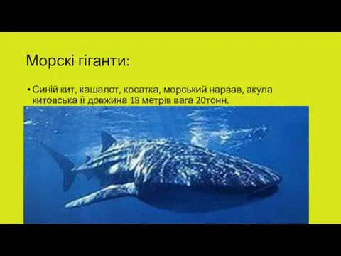 Морскі гіганти: Синій кит, кашалот, косатка, морський нарвав, акула китовська її довжина 18 метрів вага 20тонн.