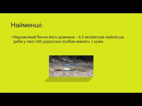 Найменші: Карликовий бичок його довжина – 8,9 міліметрів найлегша риба у