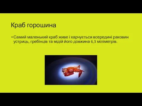 Краб горошина Самий маленький краб живе і харчується всередині раковин устриць,