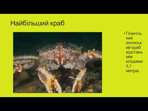 Найбільший краб Гігантський японський краб відстань між кліщами 3,7 метрів.