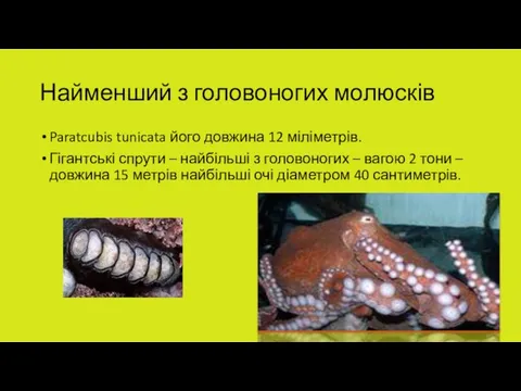 Найменший з головоногих молюсків Paratcubis tunicata його довжина 12 міліметрів. Гігантські