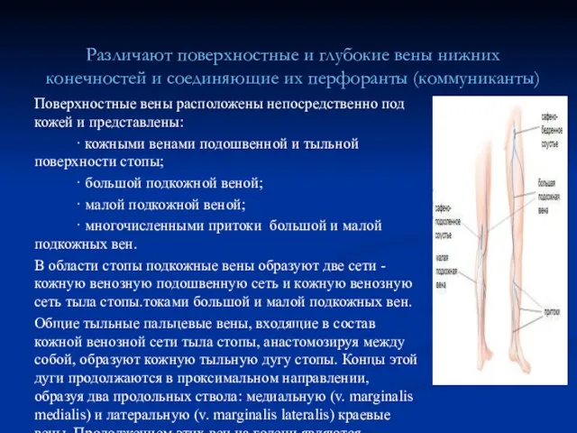 Различают поверхностные и глубокие вены нижних конечностей и соединяющие их перфоранты