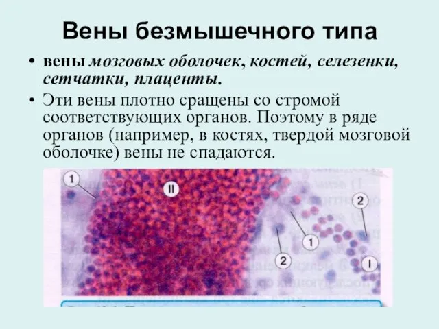 Вены безмышечного типа вены мозговых оболочек, костей, селезенки, сетчатки, плаценты. Эти