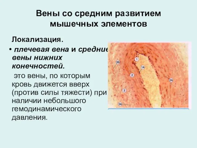 Вены со средним развитием мышечных элементов Локализация. плечевая вена и средние