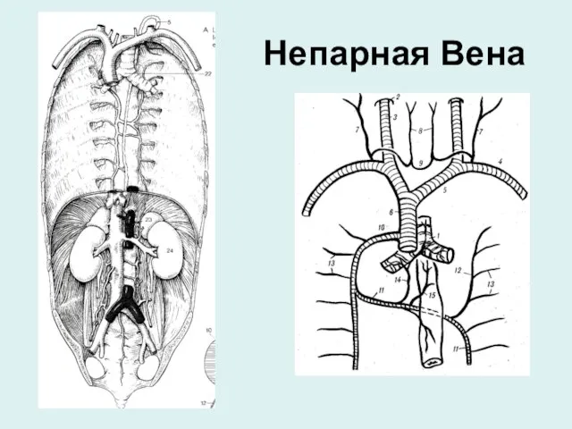 Непарная Вена