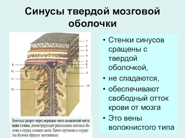 Синусы твердой мозговой оболочки Стенки синусов сращены с твердой оболочкой, не