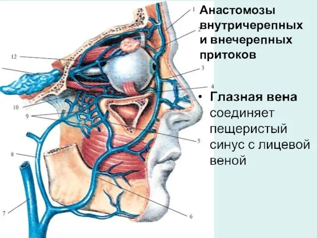 Анастомозы внутричерепных и внечерепных притоков