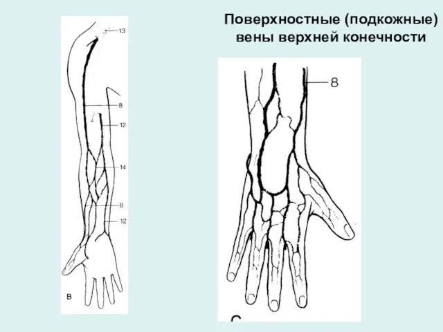 Поверхностные (подкожные) вены верхней конечности