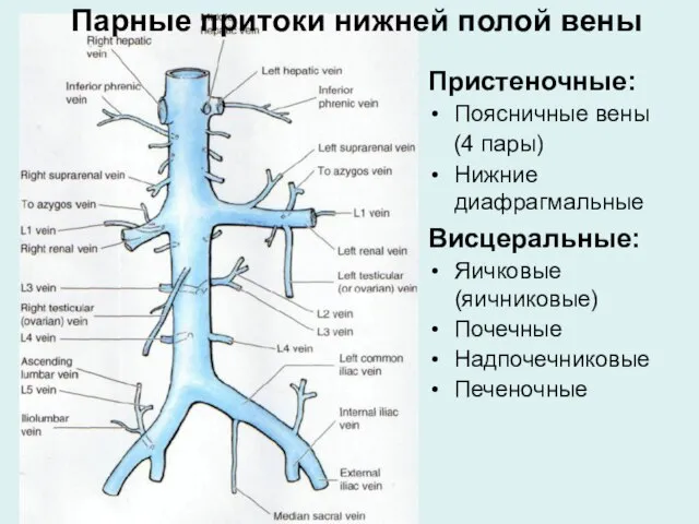 Парные притоки нижней полой вены Пристеночные: Поясничные вены (4 пары) Нижние