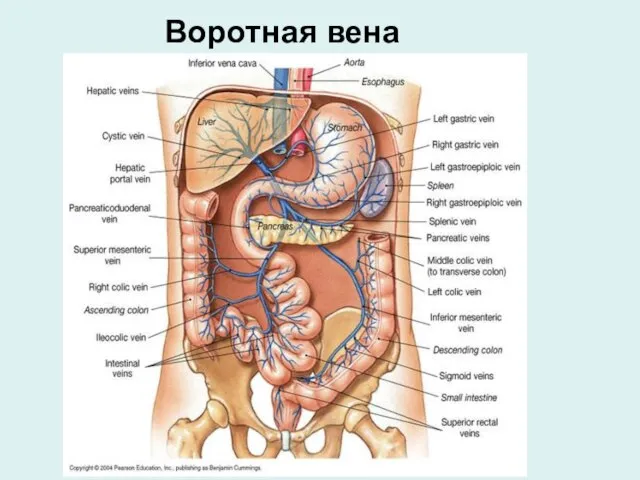 Воротная вена