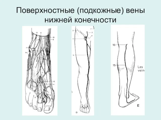 Поверхностные (подкожные) вены нижней конечности