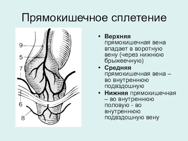 Прямокишечное сплетение Верхняя прямокишечная вена впадает в воротную вену (через нижнюю