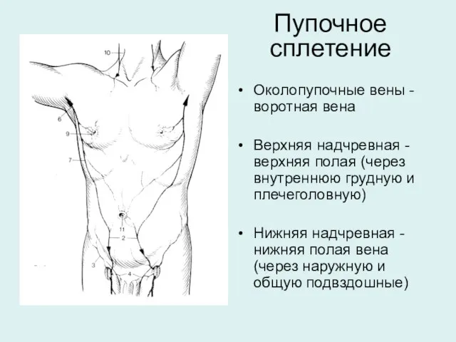 Пупочное сплетение Околопупочные вены - воротная вена Верхняя надчревная - верхняя