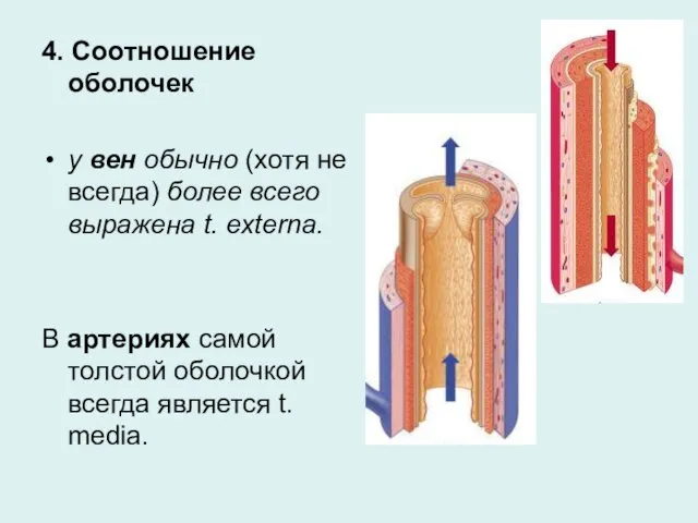 4. Соотношение оболочек у вен обычно (хотя не всегда) более всего