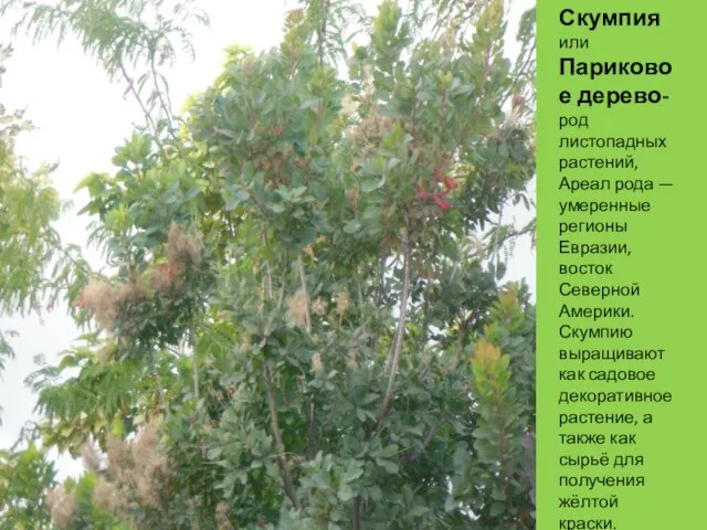 Скумпия или Париковое дерево- род листопадных растений, Ареал рода — умеренные