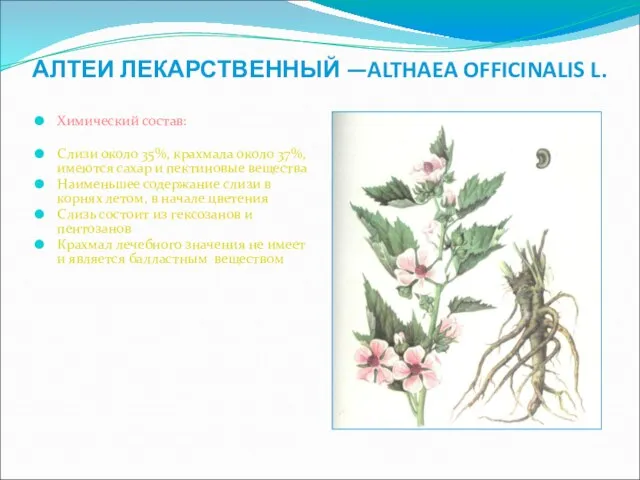 АЛТЕИ ЛЕКАРСТВЕННЫЙ —ALTHAEA OFFICINALIS L. Химический состав: Слизи около 35%, крахмала