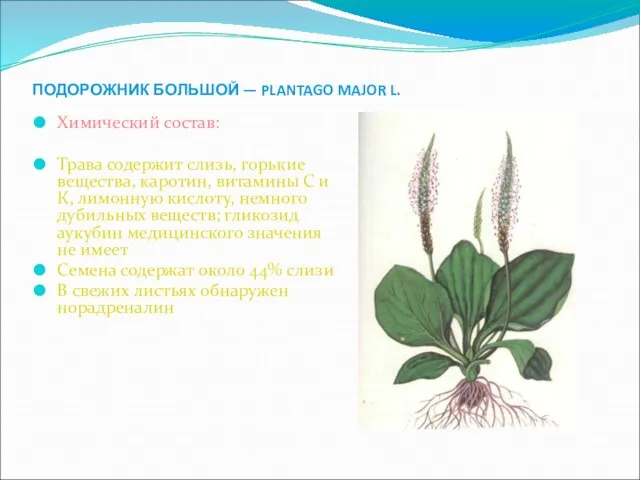 ПОДОРОЖНИК БОЛЬШОЙ — PLANTAGO MAJOR L. Химический состав: Трава содержит слизь,